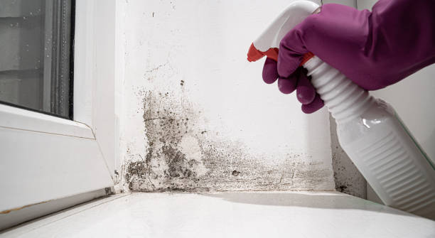 Best Water damage restoration company  in Pinckney, MI